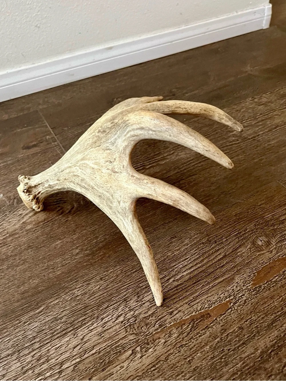 Natural Deer Antler Wall Accent - Cream Decorative Trophy